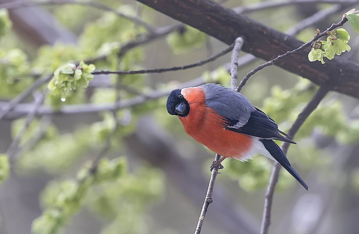 птицы, снегири, весна, май, вяз, Широких Александр