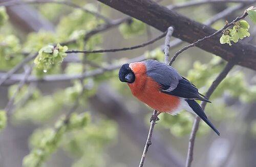 Майский снегирь