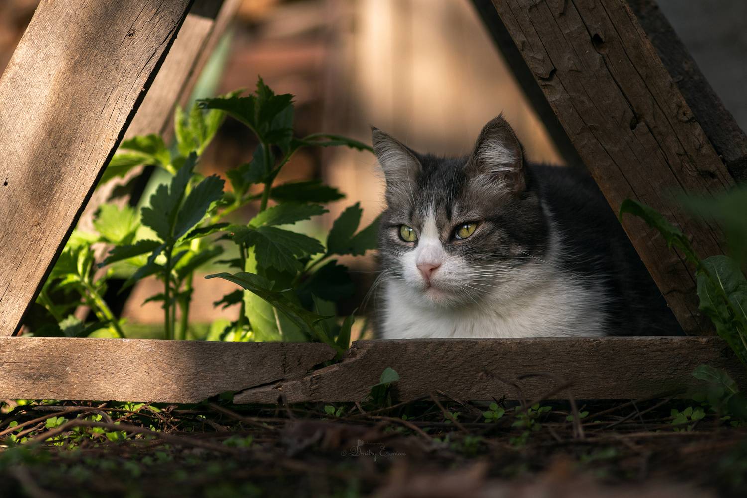 кошка котопортрет весна домашниеживотные, Еремеев Дмитрий