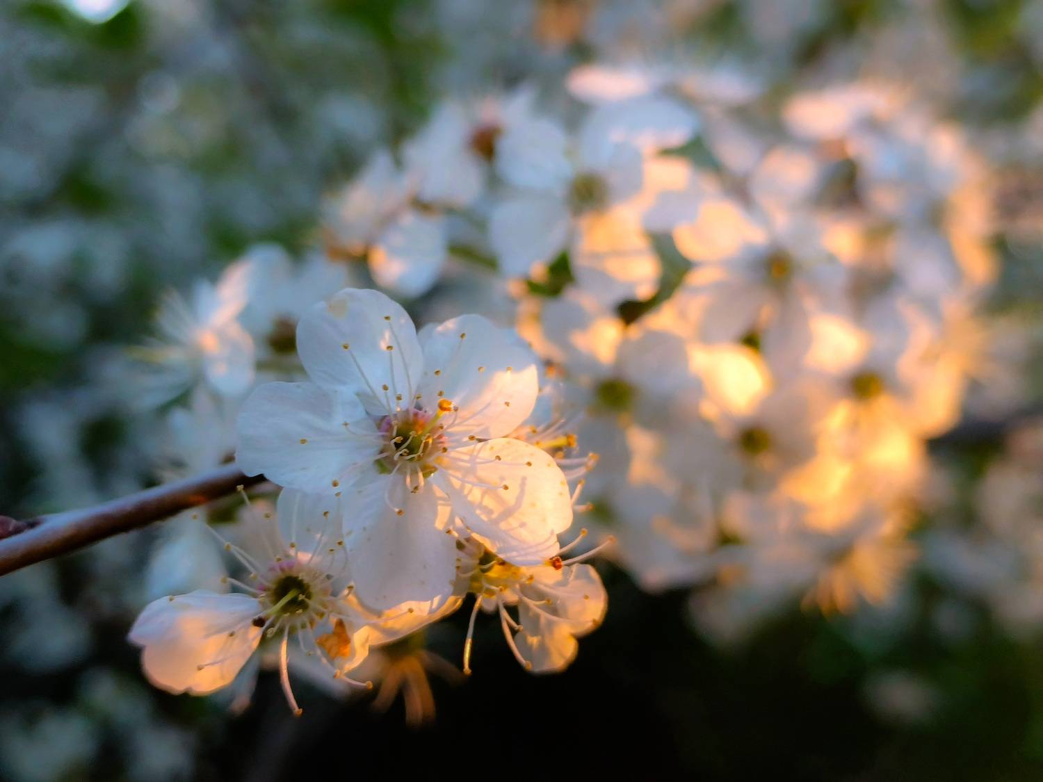 , Кондрашова Светлана