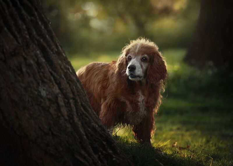 Verde фото превью