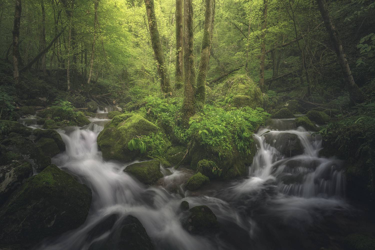 , Thomas de Franzoni