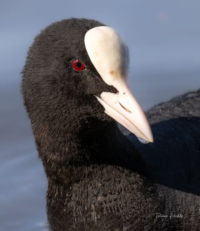 птицы Дама в шляпке (портрет лысухи). фото превью