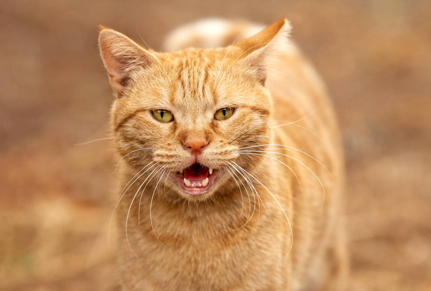 Кот, рыжий, усы , Татьяна Горбачева Маментьева