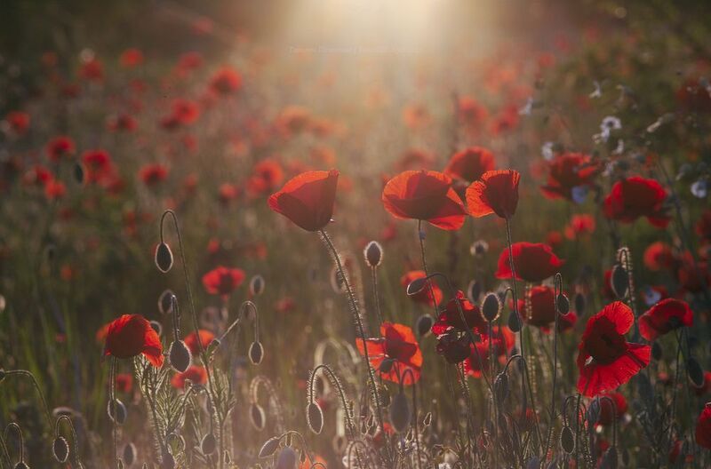 крым, севастополь, маки, canon 200, crimea, nature, крымские маки, crimea, крымский пейзаж Маковое фото превью