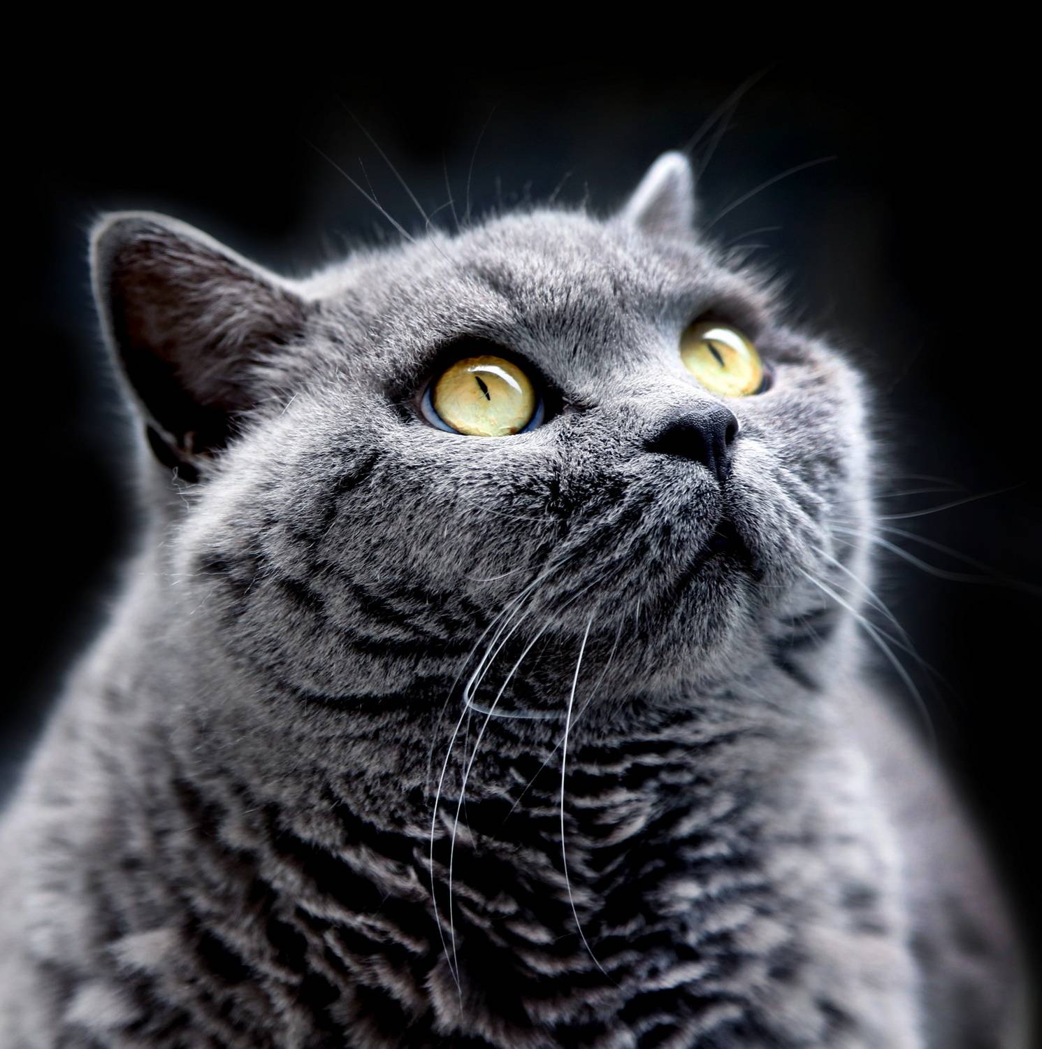 , Бибичков Михаил