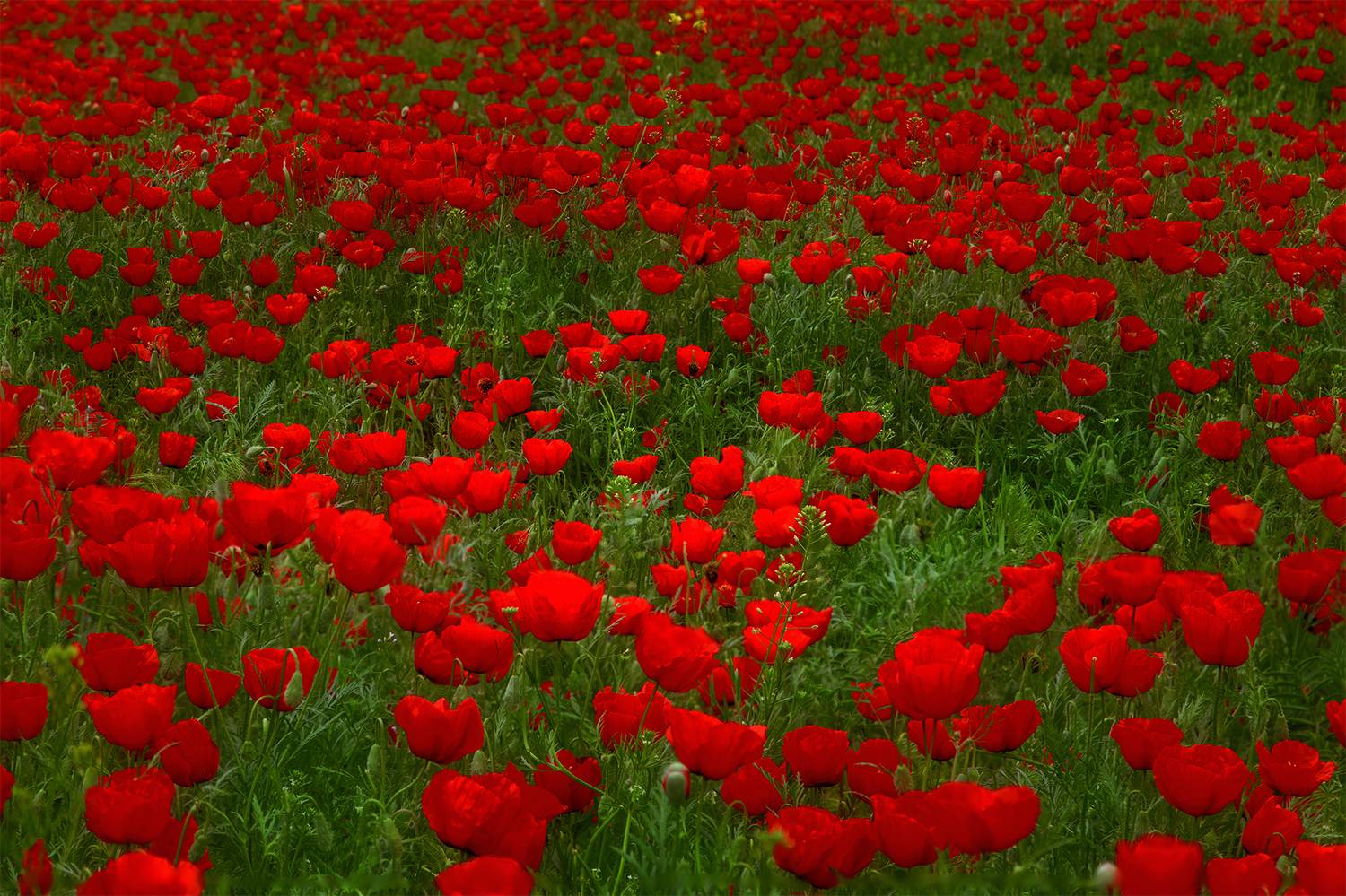 кыргызстан, чуйская долина, Элина Магалимова