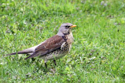 Потягушки рябинового дрозда