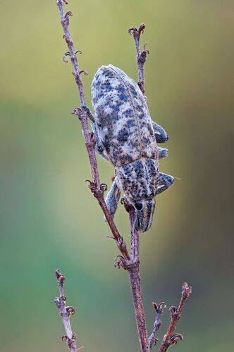 Спящий жучара