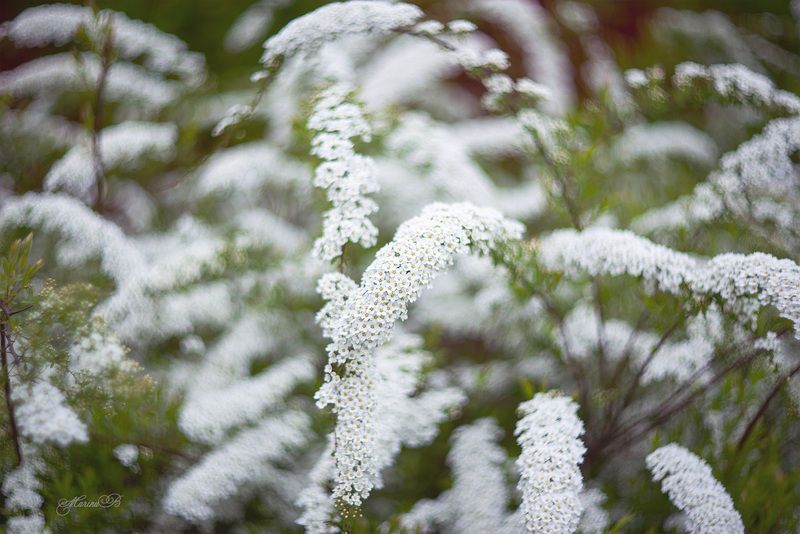 спирея, весна, боке, белый Невеста фото превью