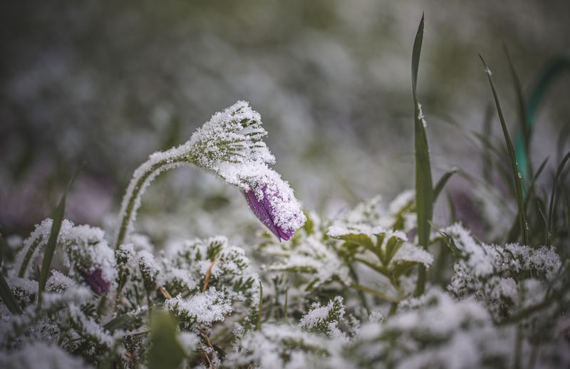 Смоленская обл., Торбеево Весенние сюрпризы... фото превью