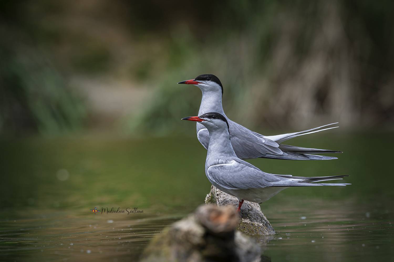 фотоохота, птица, крачка, речная крачка, весна, пара, Медведева Светлана