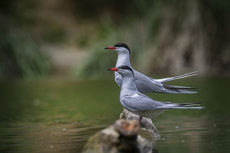 Птичья любовь. фото превью
