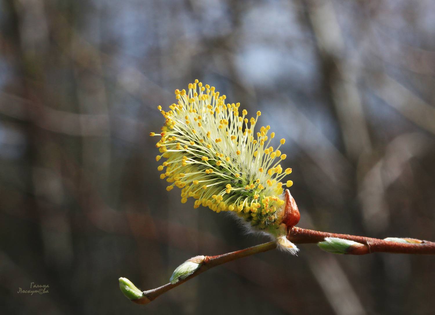 почка, ветка, росток, весна, Галина Лоскутова