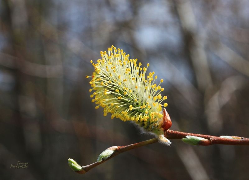 почка, ветка, росток, весна  фото превью