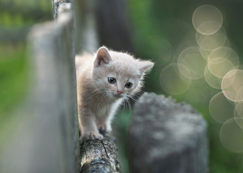 котята, кошка, котенок, беларусь Кроха фото превью