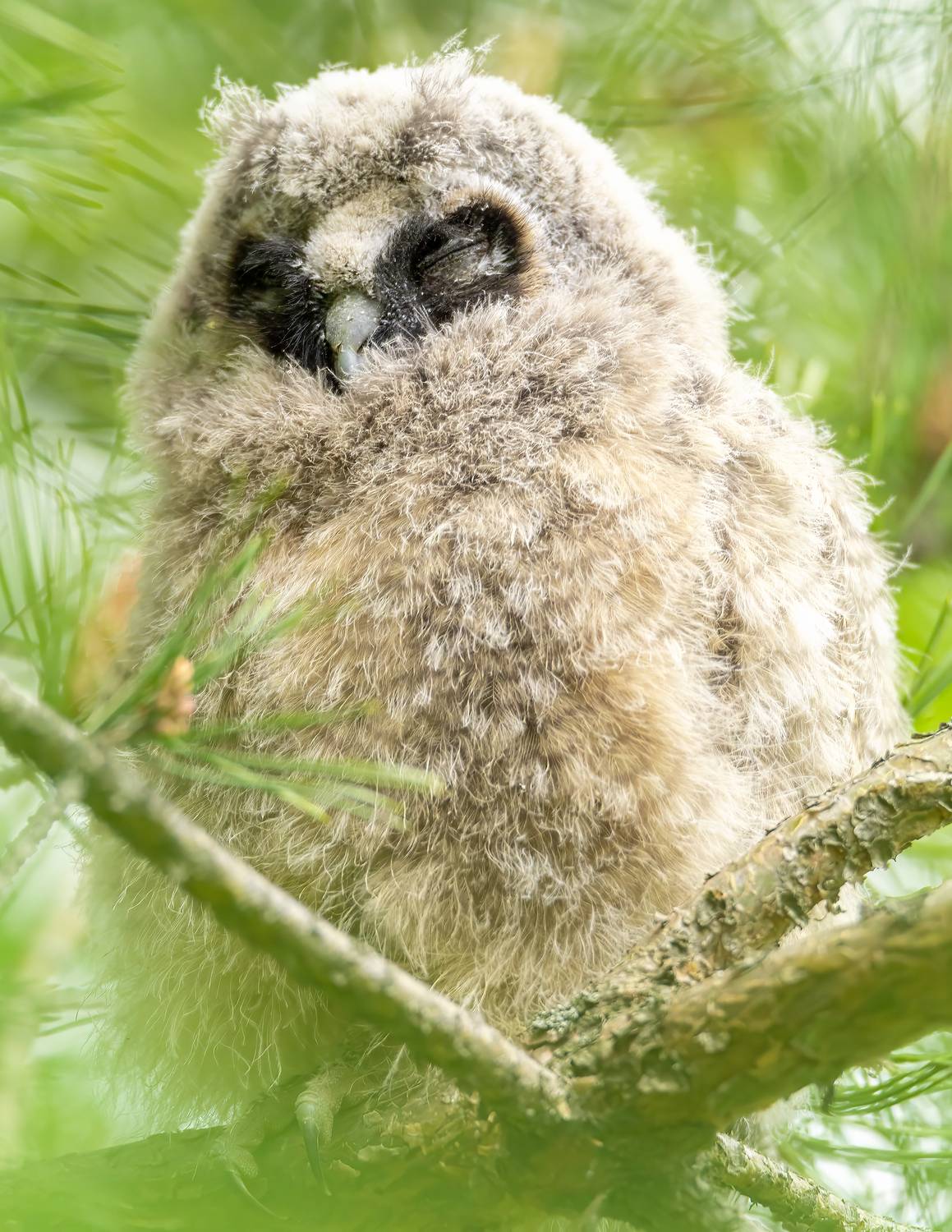 сова, птицы, животные, природа, дикая природа, nature, wildlife, canon, Пронин Денис