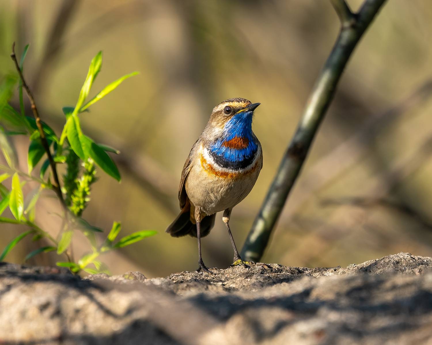 варакушка, птицы, бердвочинг, Екатерина Дубровская