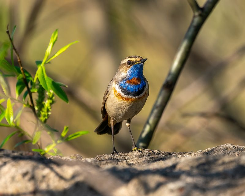 варакушка, птицы, бердвочинг Одна маленькая, но очень гордая птичка) И воинственная! фото превью