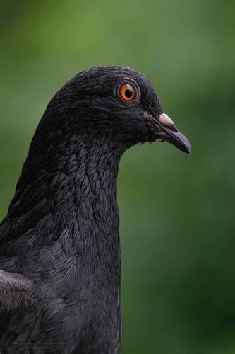 Не стандарт