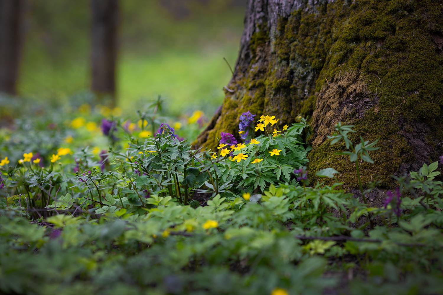 цветы, покровское, имение бранчаниновых, Колтакова Наталия
