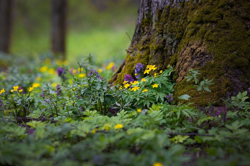 цветы, покровское, имение бранчаниновых Цветы в Покровском фото превью