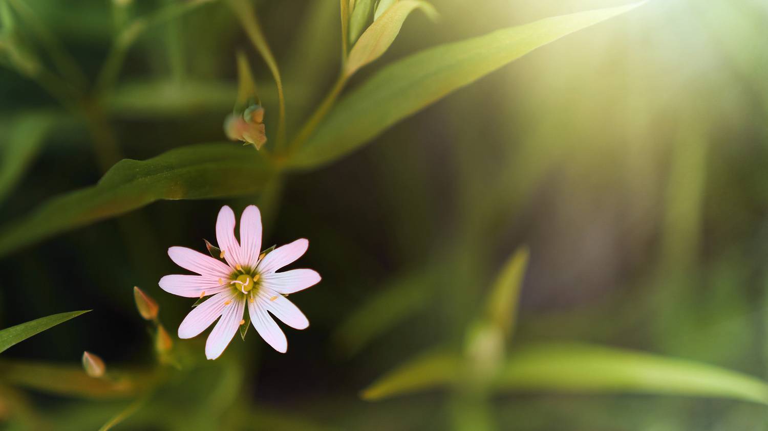 цветок, Валерий Вождаев