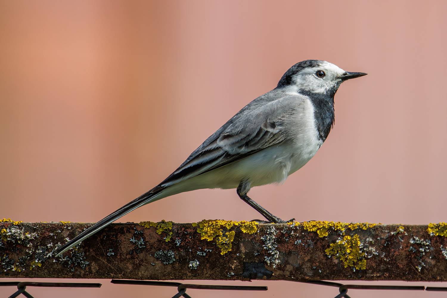 белая трясогузка, трясогузка, Морозов Сергей