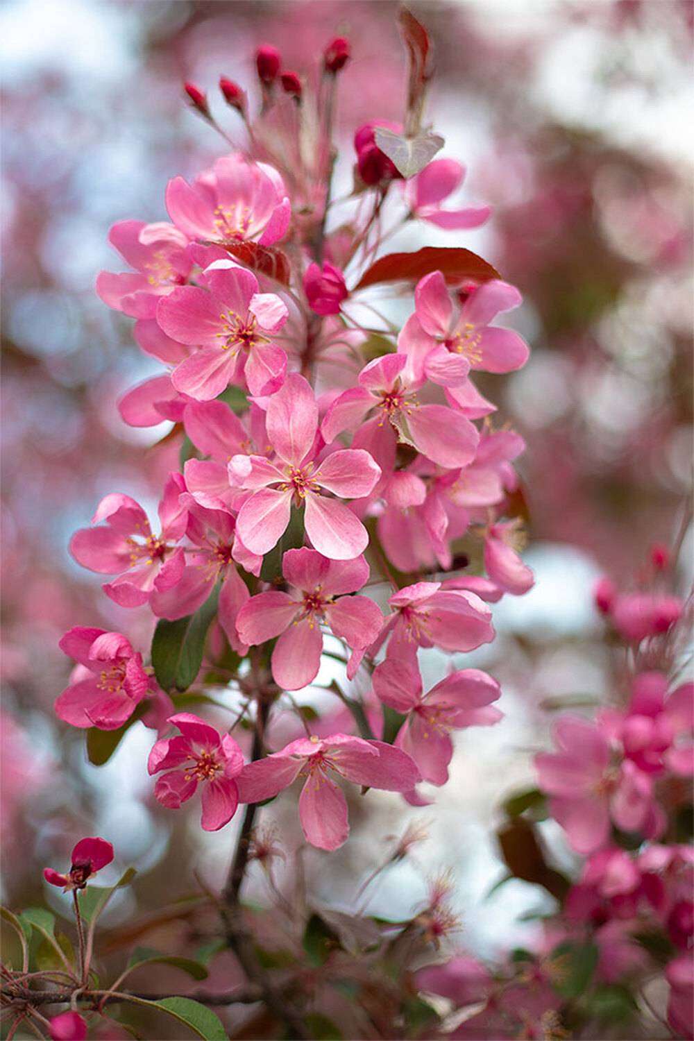 , Чудинин Дмитрий