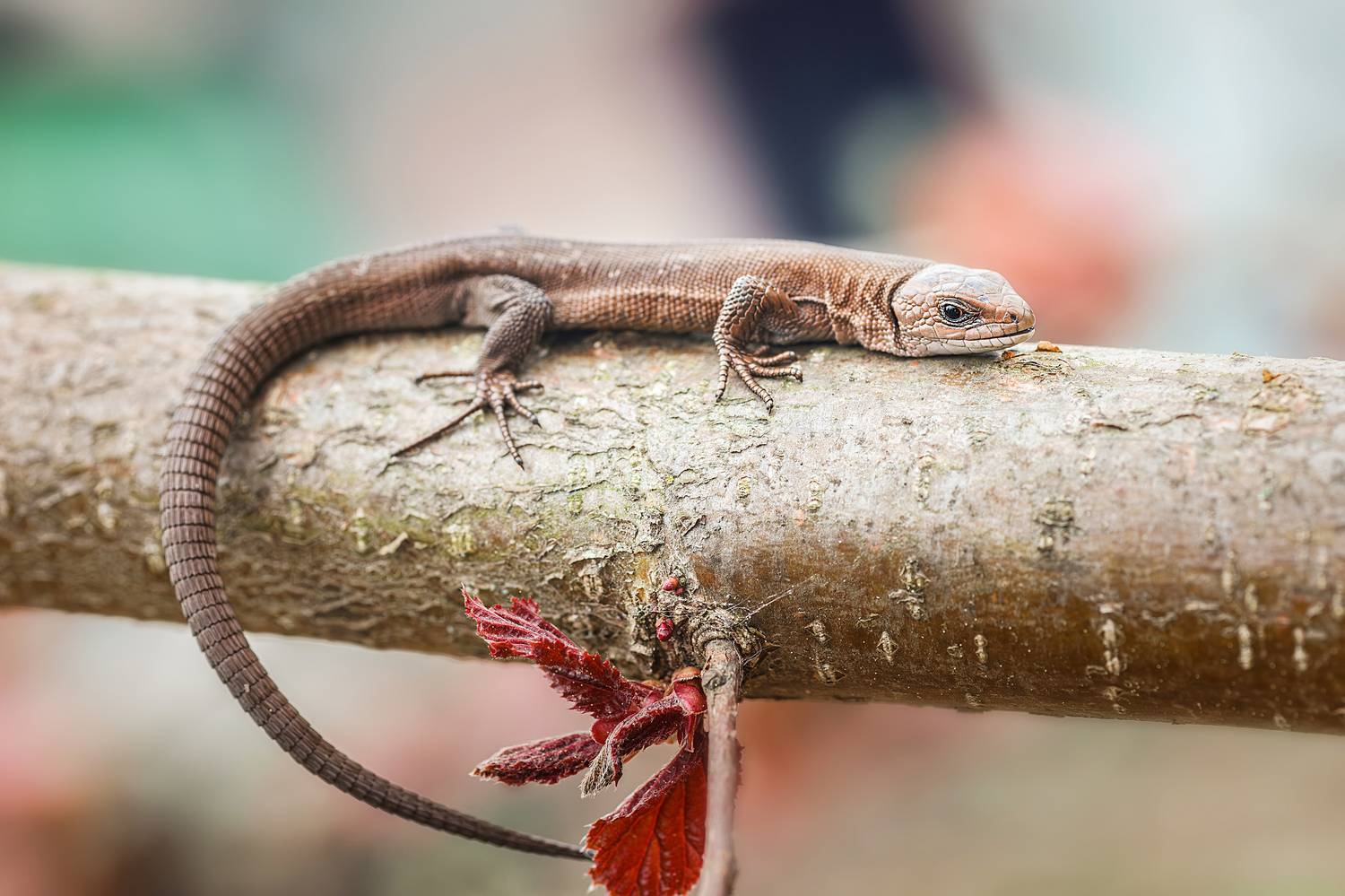 , Корнеев Алексей