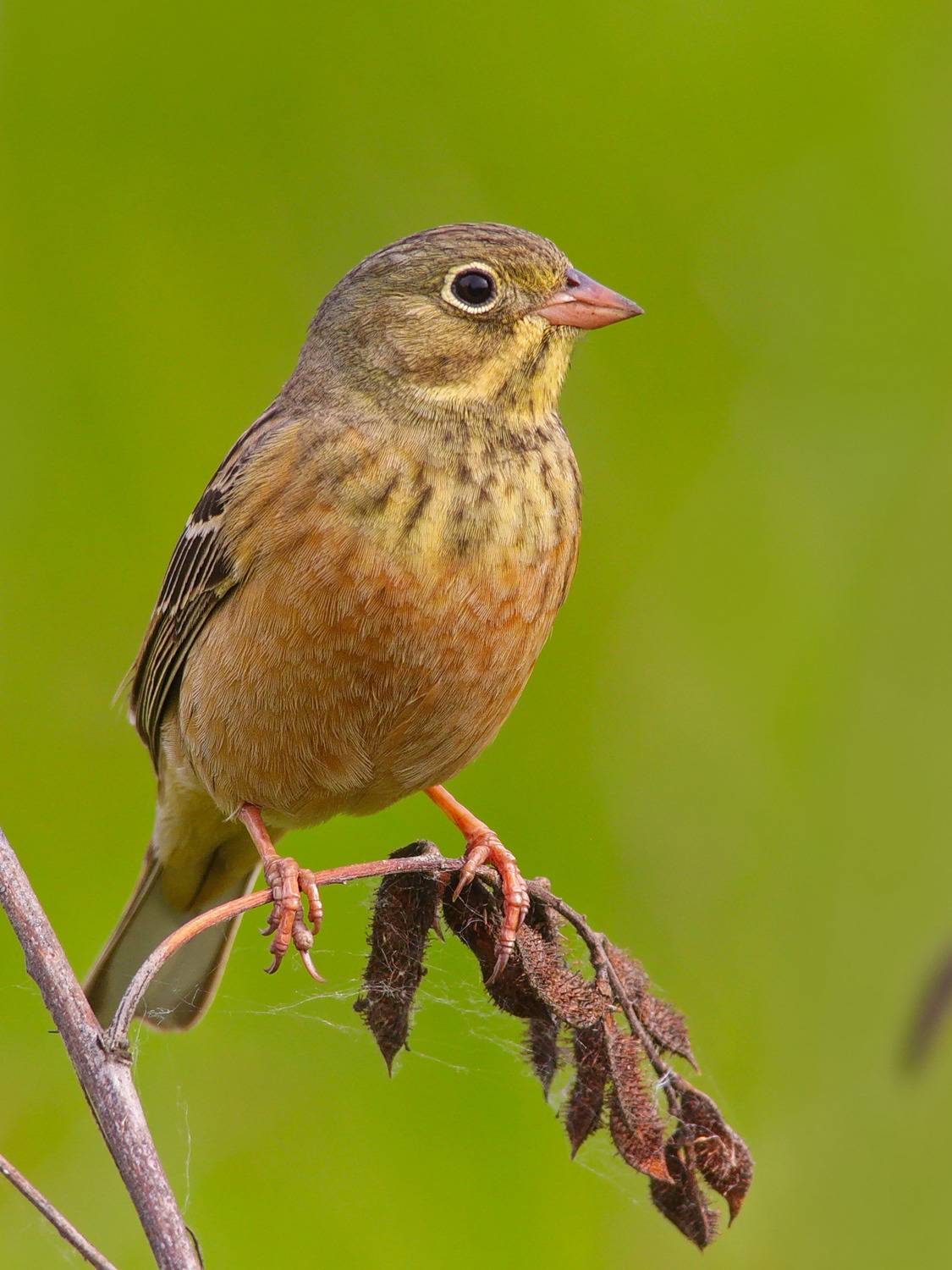 emberiza hortulana, садовая овсянка,, sergey izoya