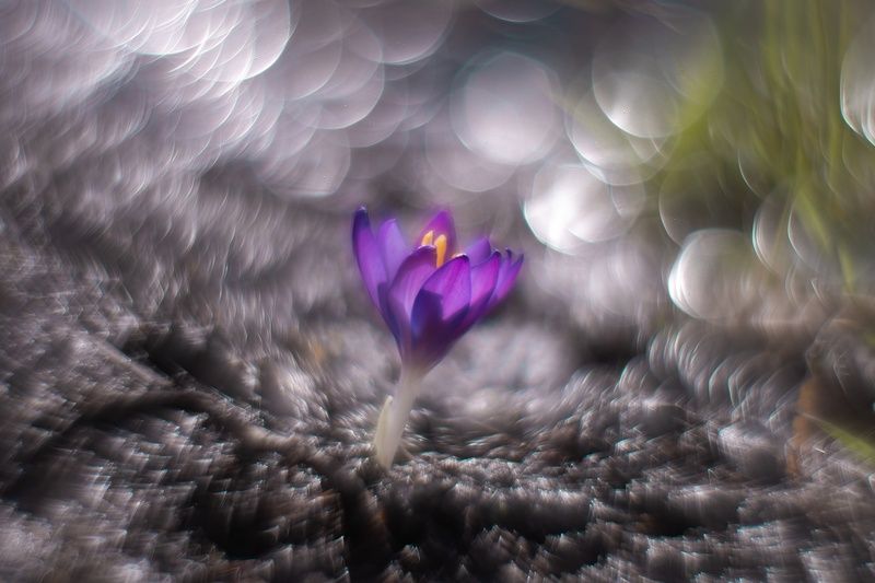 В лабиринте мартовского света. фото превью