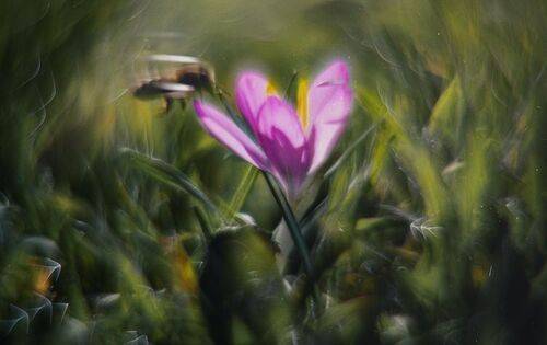 Охотницы за мартовским нектаром.