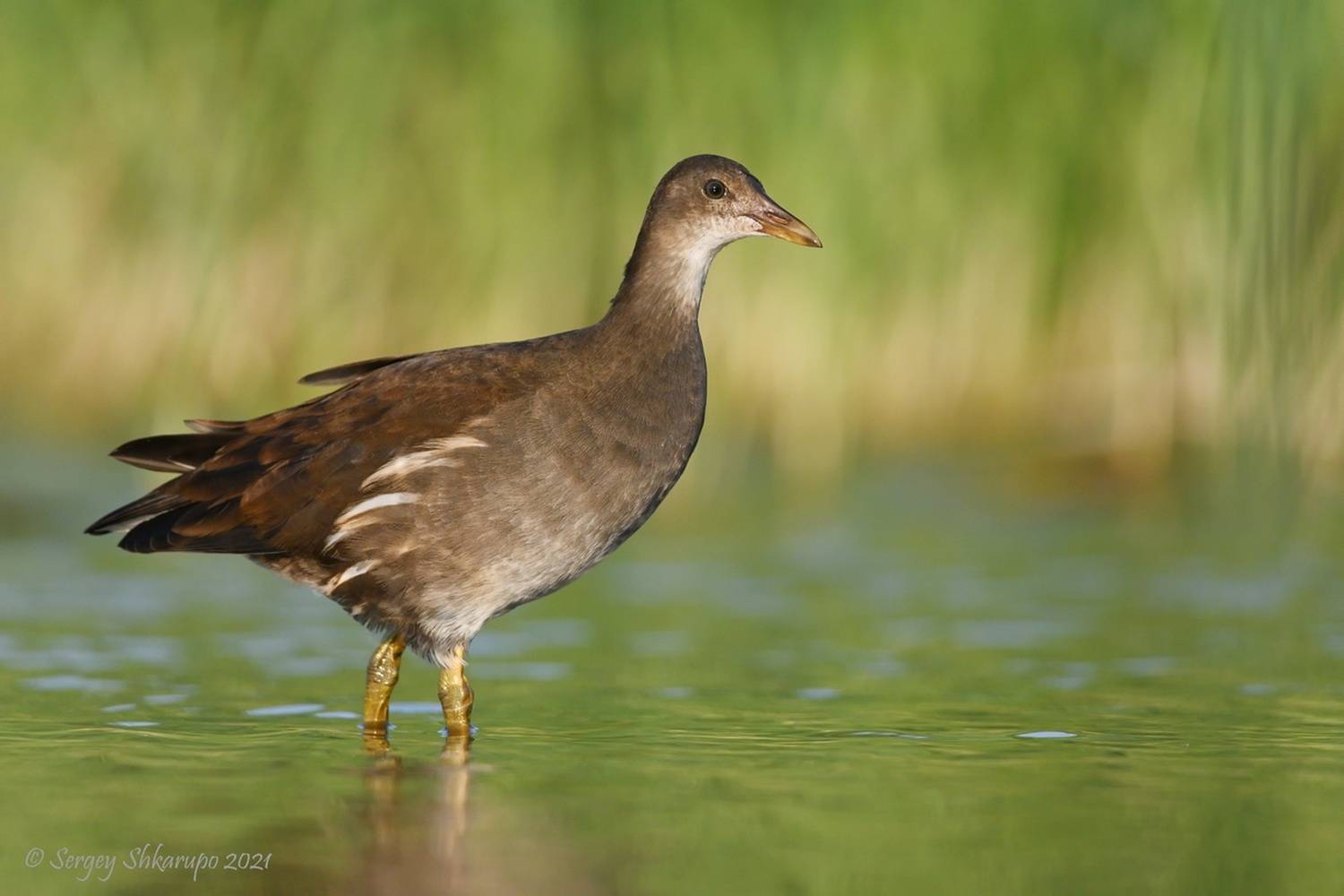 , Сергей Шкарупо