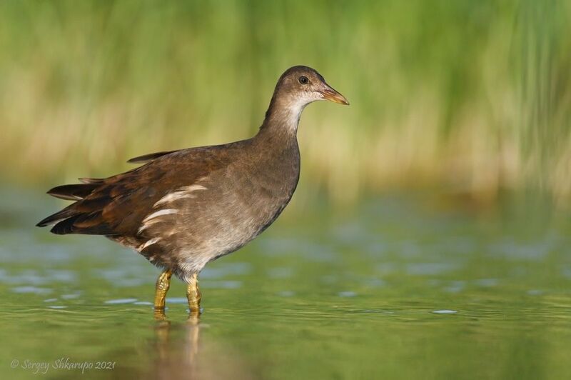 Камышница фото превью