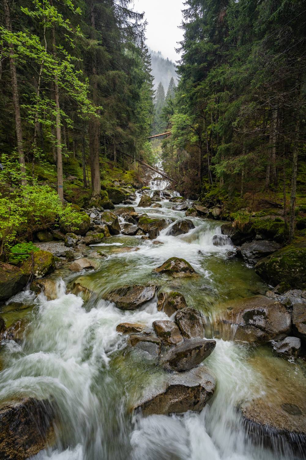 , Дария Максимова