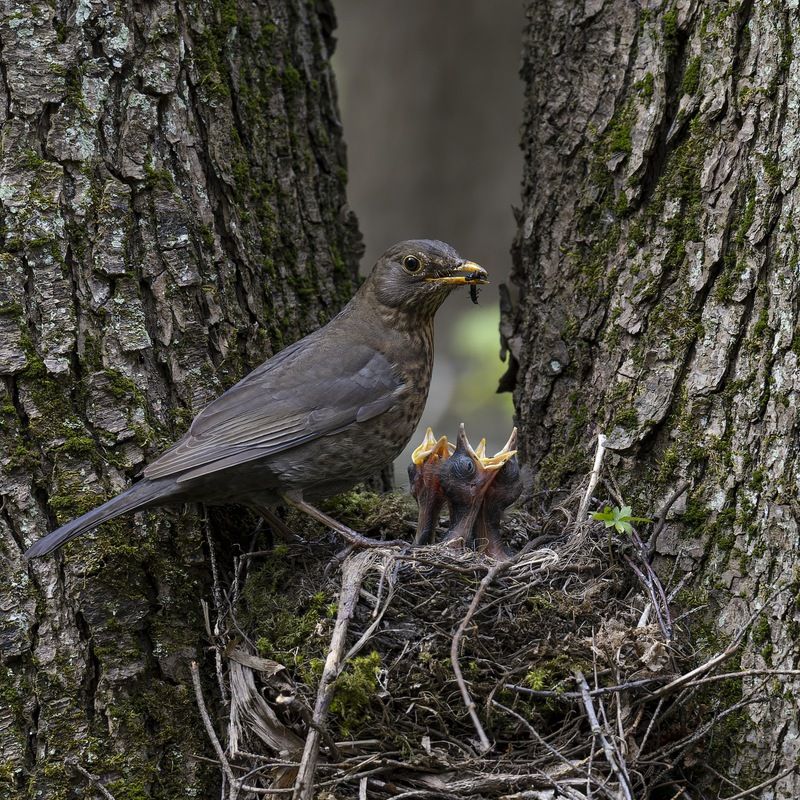 черный дрозд, дрозд, птицы, гнездо, птенцы, птенец Черный дрозд фото превью