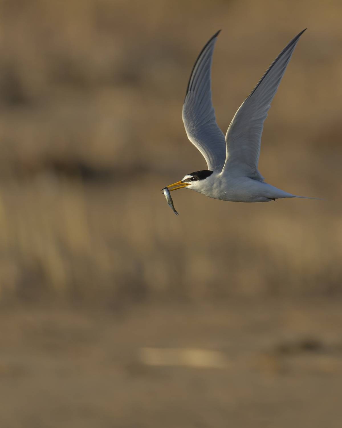 малая крачка, крачка, чайка, птицы, Руслан Pl