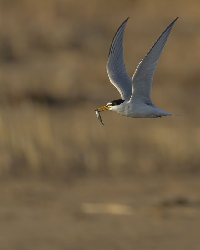 малая крачка, крачка, чайка, птицы Малая крачка фото превью