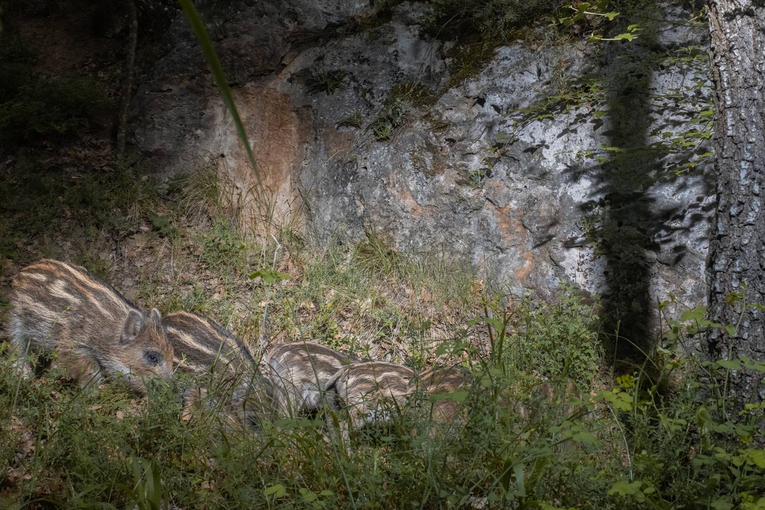  животные, дикая природа, animal, wildlife, Sajkovski Dejan