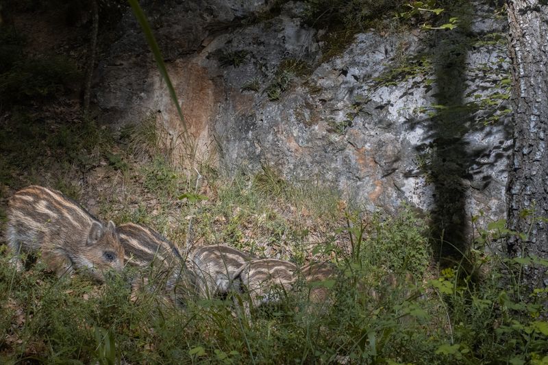 животные, дикая природа, animal, wildlife The Wild in the dark фото превью