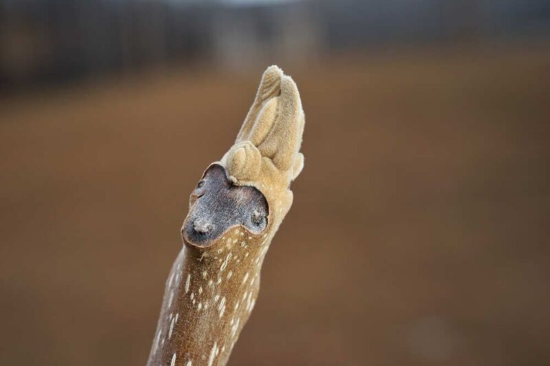Орех маньчжурский. Побег фото превью