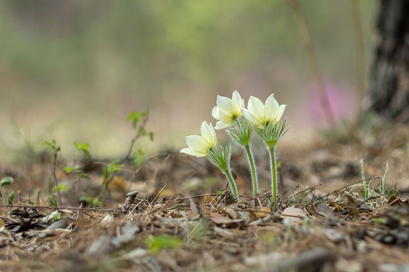 Сны проснулись, к солнышку повернулись фото превью