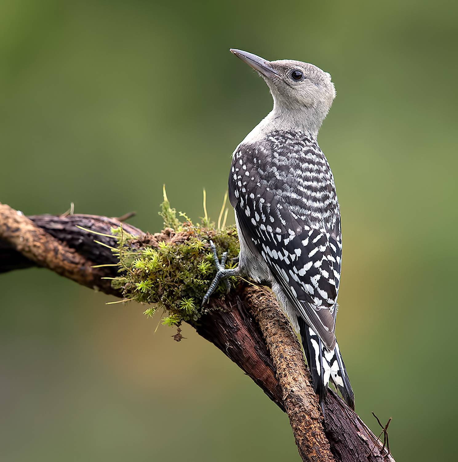 дятел, каролинский меланерпес, red-bellied woodpecker, woodpecker, spring, Etkind Elizabeth