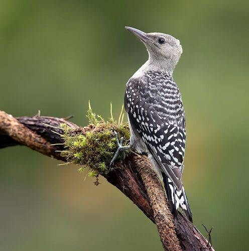 Juvenile -Red-bellied Woodpecker. Молодой дятел - Каролинский меланерпес