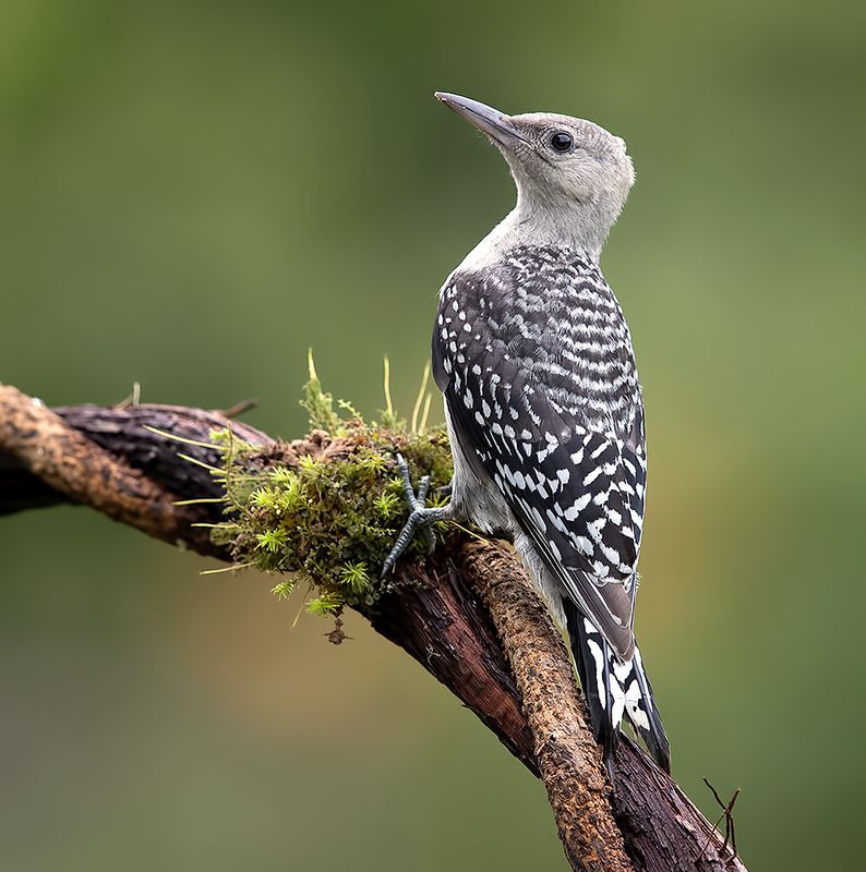 дятел, каролинский меланерпес, red-bellied woodpecker, woodpecker, spring Juvenile -Red-bellied Woodpecker. Молодой дятел - Каролинский меланерпес фото превью