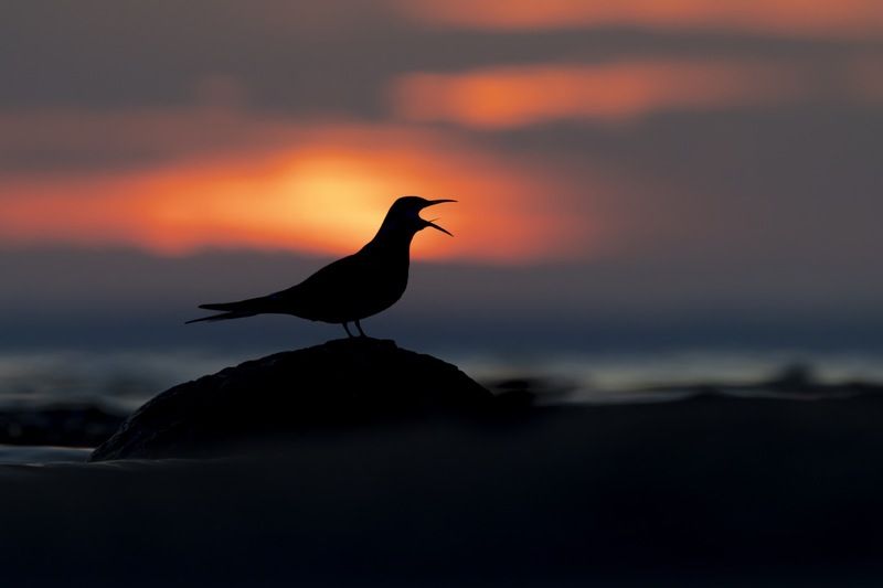 крачка, чайка, птицы, речная крачка, закат, финский залив, балтика Закат на Финском заливе фото превью