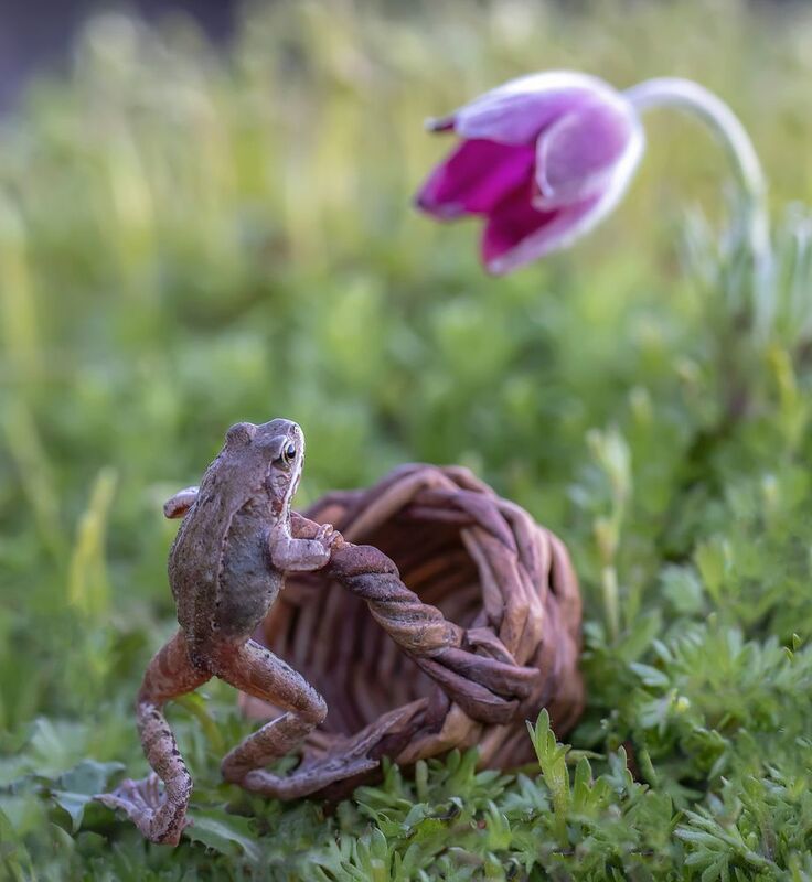 лягушка, пролесок, сон-трава Очарованная... фото превью