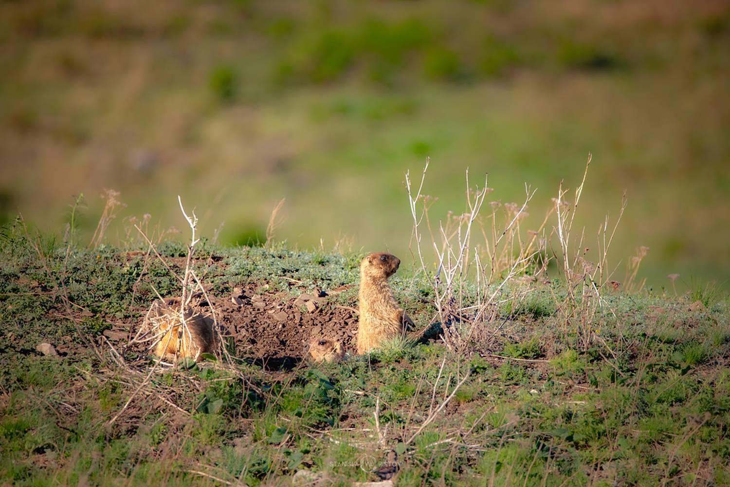 , Станислав Аристов