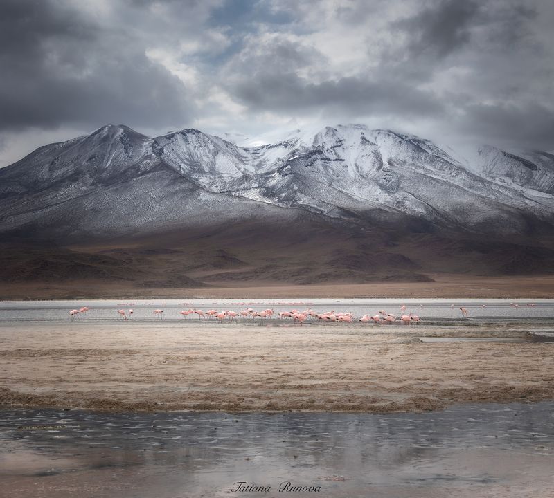 Мир фламинго фото превью